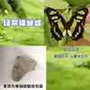 Especímenes de Mariposas Reales para Práctica, Mariposas Originales con Alas Sin Abrir, Materiales DIY para Espécimenes de Insectos, Mariposas Monarca, Insectos Originales, Mariposas Cola de Golondrina