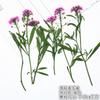 Flores secas reais com galhos de folhas de bola de neve perfumadas, adesivos, espécimes de plantas, abajur de mesa em relevo, capa de celular, marcador de página