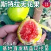 Venta al por mayor de plántulas de higuera Stella para plantar en patios del sur y del norte, plantas en maceta, plántulas de frutas injertadas extragrandes