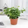 Planta Enredadera Amorosa Suculenta Colgante Todo el Año Perenne Interior Colgante Pared Planta Verde Enredadera Enmacetada Colgante Orquídea Flor de Balcón