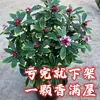 Plantas grandes em vasos com bordas douradas, fragrância forte, com botões florais, adequadas para uso interno e externo, plantas maduras para contemplação das flores, resistentes ao frio, florescem o ano todo