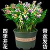 Planta Linglan Floresce em Todas as Estações com Botões, Raízes de Lírio-do-Vale Purificam o Ar, Planta em Vaso de Lírio-do-Vale com Fragrância Forte, Planta Verde
