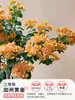 Bougainvillea Kayanata Florífera Popular em Vaso Novo Produto Flores de Jardim Cereja Verde Flores de Pátio Plantas Varanda Tronco Velho Muda Grande