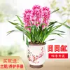 Mudas de Orquídea com Botões Já Estão à Venda. Mudas de Orquídea, Orquídea Jianlan Quatro Estações, Alma Pequena do Campo, Flores de Interior Perfumadas em Vasos, Fácil de Cultivar