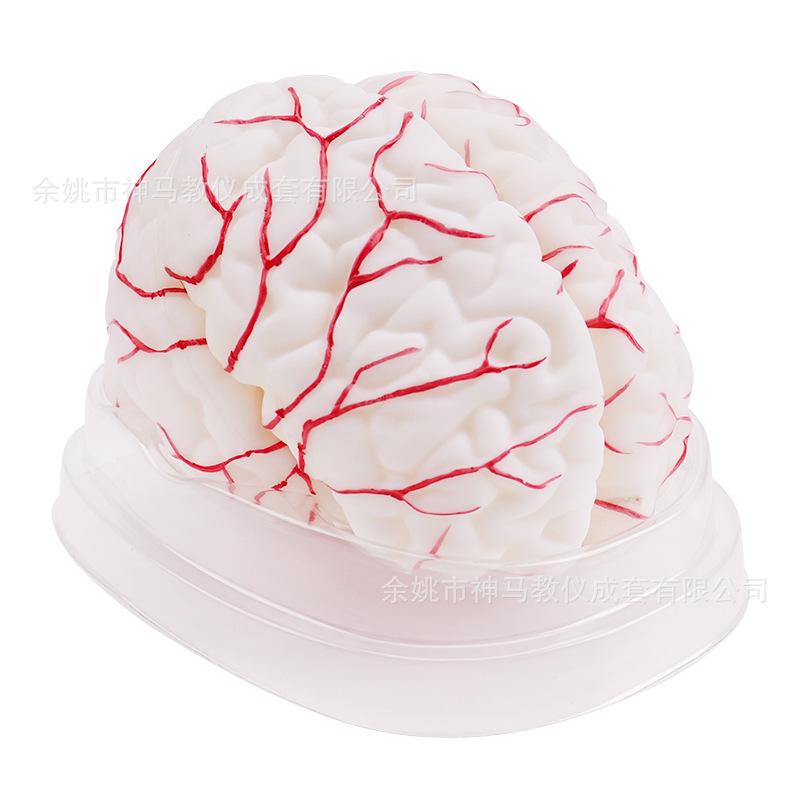 脑解剖模型8件套-5