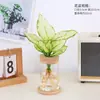 Planta em Vaso Vermelho Geely, Planta Verde Ruyi Rainha Elefante Branco Hidropônica, Planta de Folha Decorativa para Mesa de Escritório, Flor Fácil de Cuidar