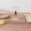 Fábrica de Origem Espécimes de Insetos Atacado Tartaruga Oceano Borboleta Espécimes Brinquedo Enfeites Coleção Presentes Educação Científica