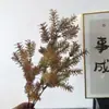 Pino Penglai Planta Verde Simulada Ramas y Hojas de Techo Fuegos Artificiales de Boda Fila de Hojas Plantas Verdes Plantas Verdes de Vainilla Flor Simulada Pino Penglai