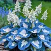Suministro Transfronterizo Semillas de Flor de Hosta de Hoja de Color, Semillas de Flor de Hosta, Semillas de Flor en Maceta, Semillas de Flor de Grulla Blanca, Semillas de Flor de Hosta