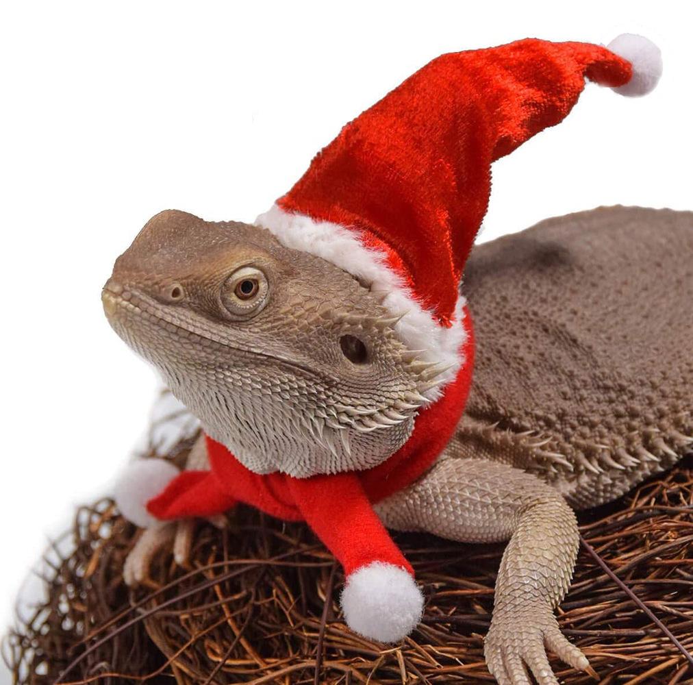 lizard Xmasnew