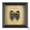 Moldura de foto de espécime de borboleta verdadeira, pintura decorativa de madeira de alta qualidade, decoração para casa, estilo europeu, moldura de foto retrô, mesa, presente de aniversário