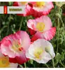 Fornecimento de Sementes de Papoula, Plantas Envasadas para Varanda de Pátio, Sementes de Flores Fáceis de Cultivar, Pacote Original Grande Colorido Atacado de Sementes de Flores