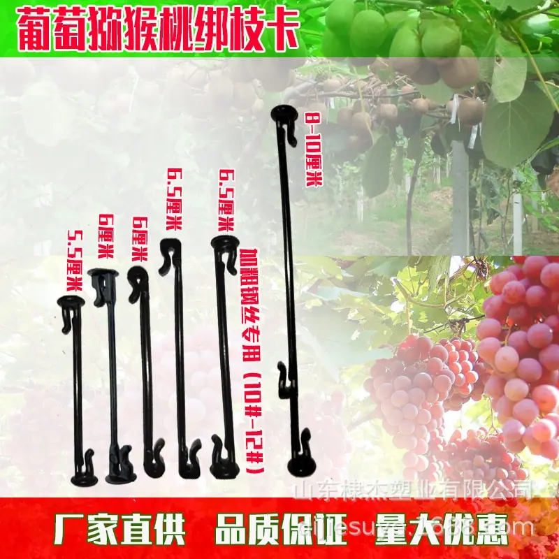 綁枝卡1