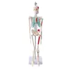 Colección de Modelos de Esqueleto de 45 cm Modelo de Esqueleto de Cuerpo Completo Modelo de Columna Vertebral Modelo Humano Esqueleto Pequeño Modelo de Enseñanza