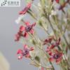 Flor artificial australiana wintersweet única flor de ameixa sala de estar mesa de jantar casa casamento decoração macia decoração floral pequeno wintersweet