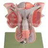 Modelo de Anatomía Jerárquica del Sistema Reproductor Masculino modelo médico