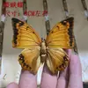 Venta Directa al Por Mayor de Fábrica de Especímenes Reales de Mariposas con Alas Extendidas, Diversos Insectos y Escarabajos, Accesorios para Fotos, Educación Científica, Especímenes Naturales
