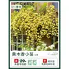 Plántulas de Flores Leñosas Amarillas, Enredaderas Trepadoras, Plántulas Leñosas Doble Rojo y Blanco, Rosas, Florales de Floración Cuatro Estaciones, Plantas en Maceta para Balcón y Patio