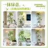 Planta Viva Jacaranda Sala de Estar Planta Grande en Maceta Interior Fácil de Mantener de Pie Flor Real Paisaje Jardinería para Absorber Formaldehído