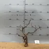 Tocones de Árbol Muerto Ramas Modelo Microscópico Escena Fabricación Suministros para Mascotas Base de Figura Embellecimiento de Fondo Decoración Obstáculo