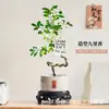 Planta de Murraya Paniculata en Maceta para Escritorio de Oficina, Planta Verde con Tronco Viejo y Plántulas, Florece Todo el Año, Flor de Interior Fácil de Cuidar para Jardineros Perezosos