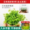 Planta Acuática Japonesa Enana Perla para Paisajismo de Acuarios, Específicamente para Purificación del Agua