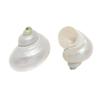 Colgante de Caracola Pequeña Caracola Blanca Accesorios de Joyería Semi-Terminados Material para Manualidades de Caracolas Colgante