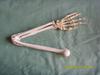 Directo de fábrica hueso humano extremidad superior articulación del codo cúbito radio modelo de hueso de la mano espécimen